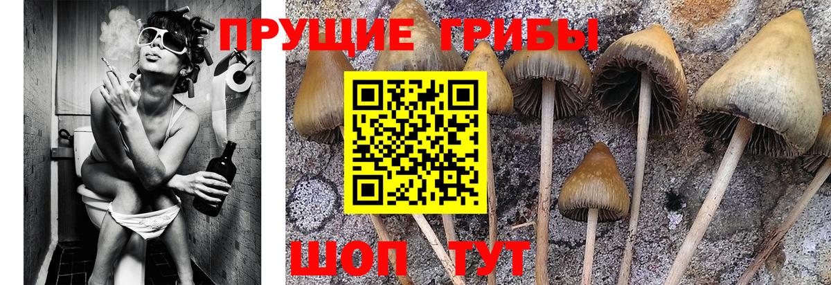 купить наркоту  Вход с VPN  Ленинск-Кузнецкий  Галлюциногенные грибы Psilocybe  Галлюциногенные грибы GOLDEN TEACHER 